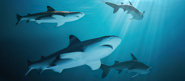解释:长岛丰富的鲨鱼