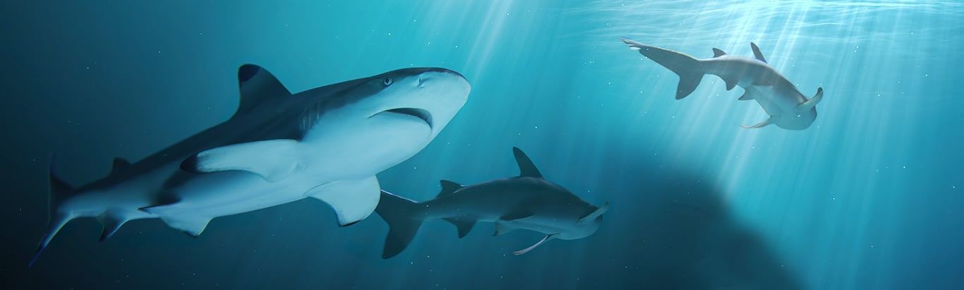 Explained: Long Island’s Abundance of Sharks
